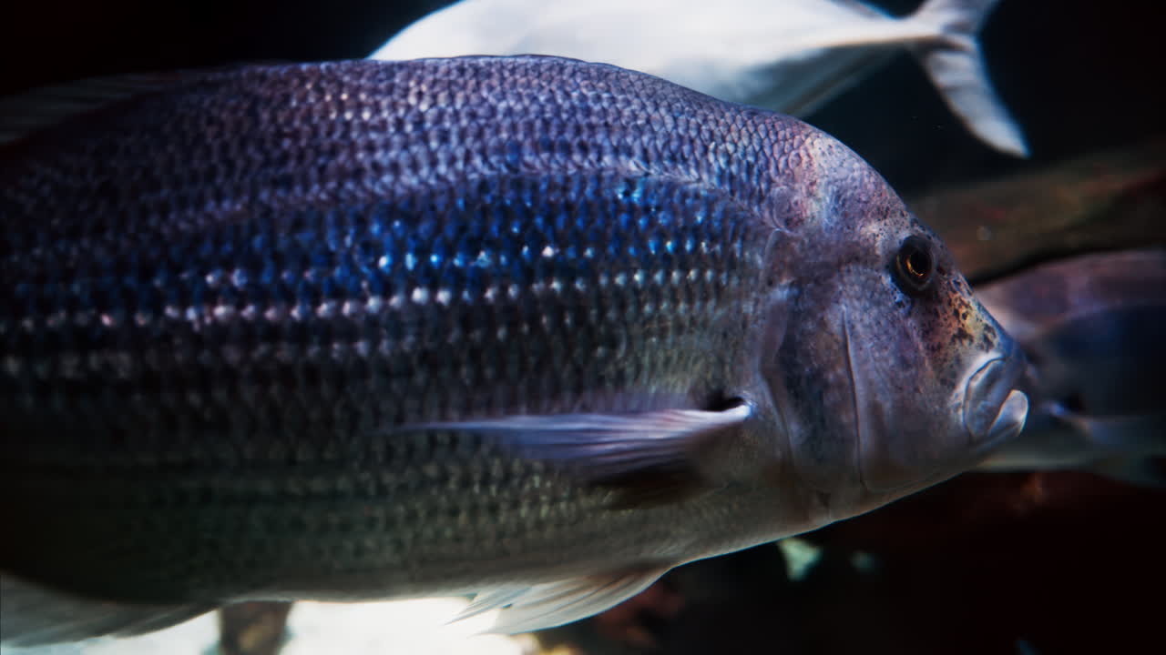 Close up of a Gilt-head bream fish swimming near coral reefs