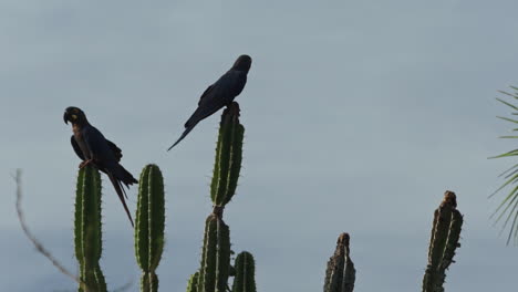 Erwachsene-Paar-Lear-Aras-Sitzen-Auf-Einem-Kaktus-Von-Caatinga,-Brasilien