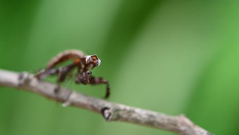 praying mantis resting on a branch hardly moving