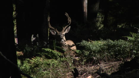 un ciervo camina por el bosque