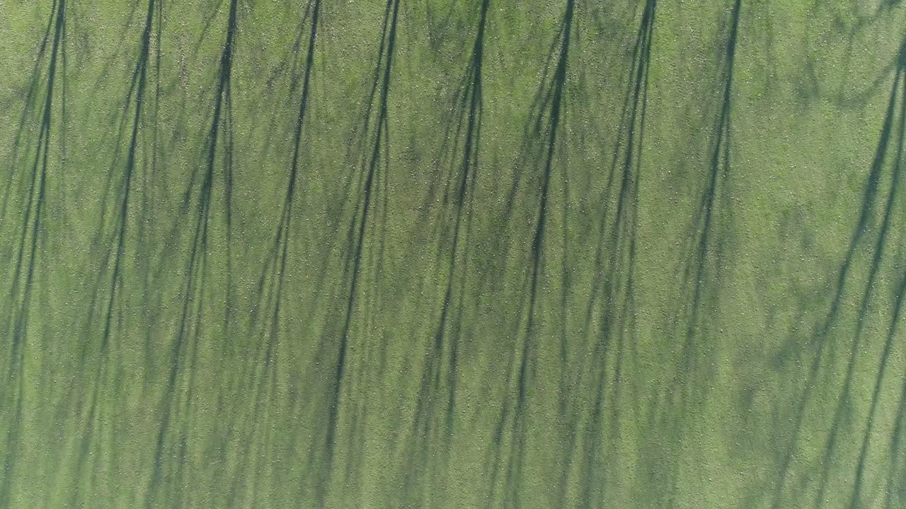 hermosos árboles de aspecto abstracto entre campos de hierba