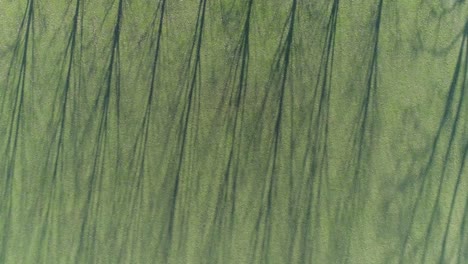 Schöne-Abstrakt-Aussehende-Bäume-Zwischen-Grasfeldern