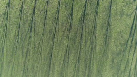 beautiful abstract looking trees between grass fields