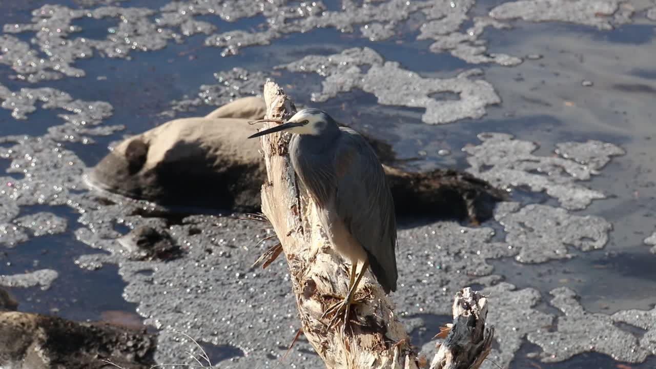 garza de cara blanca australiana posada en un tronco, bells rapids, perth