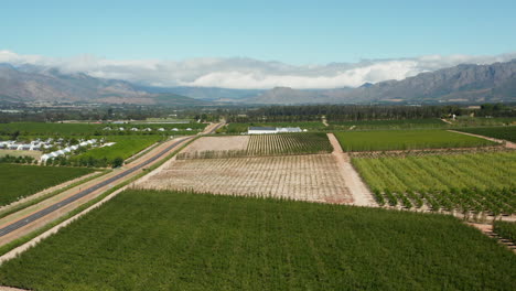 Panorama-De-Viñedos-En-Verano-Con-Vistas-A-La-Montaña-Cerca-De-La-Bodega-En-Paarl,-Sudáfrica