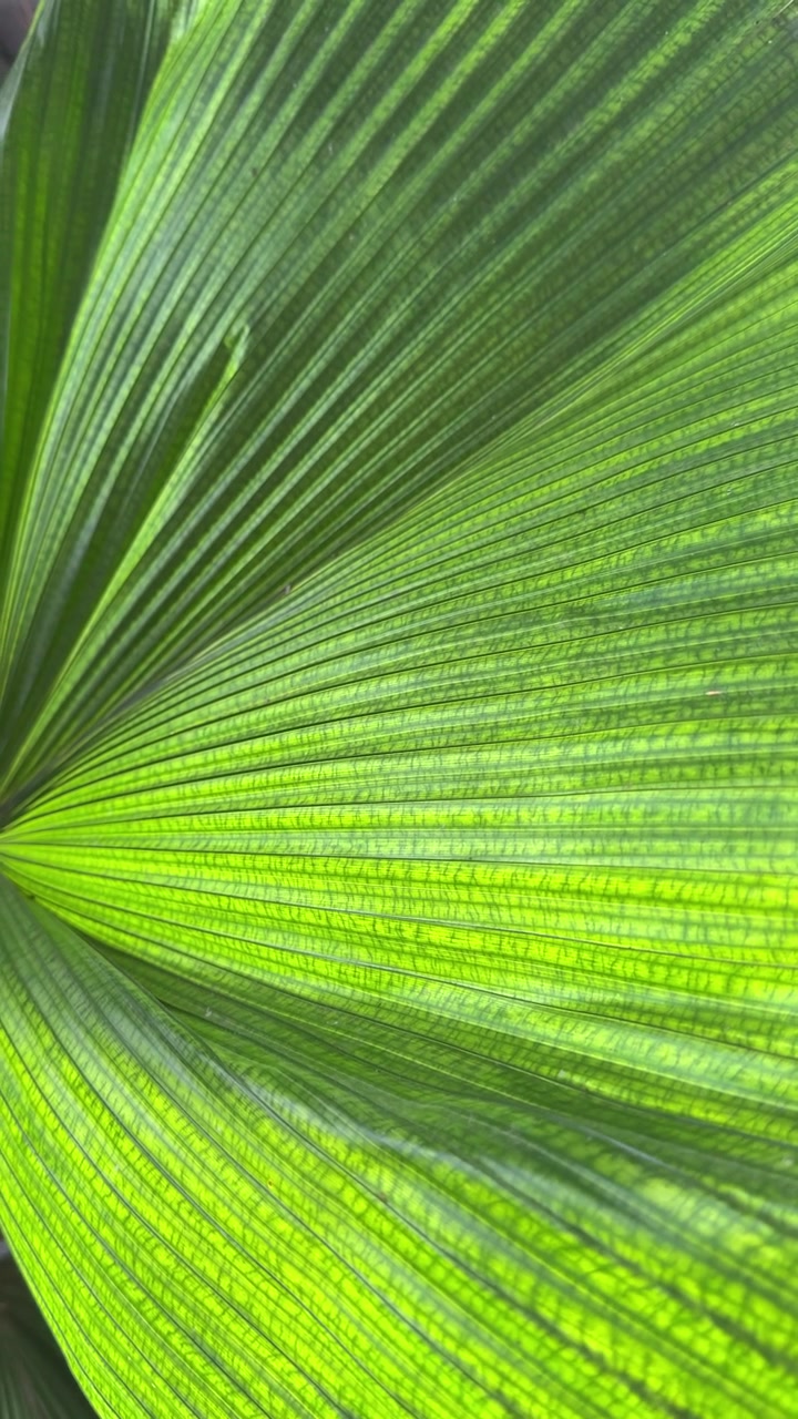 Close-up of a Vibrant Green Leaf with Detailed Veins
