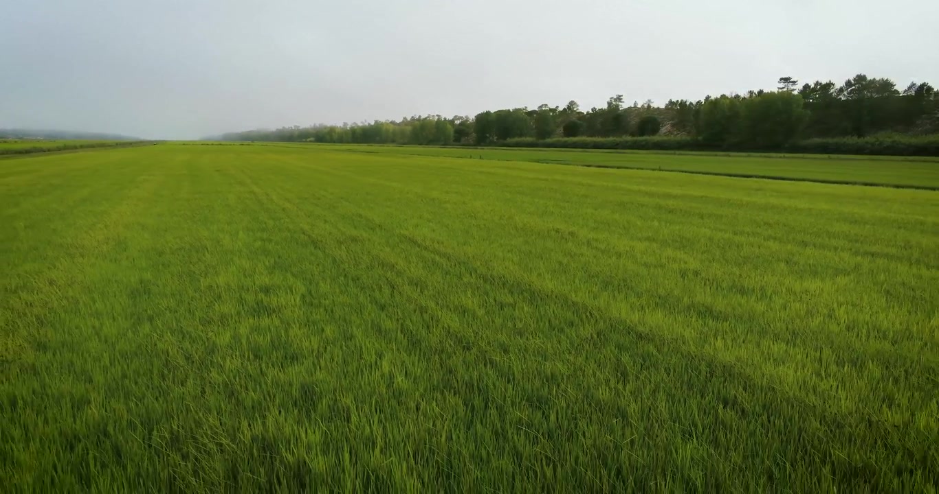 Cinematic aerial over green rice fields in Portugal.