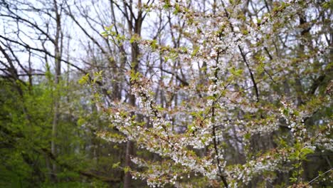 tree full of white small flowers and leaflets in good weather and with forest in the background