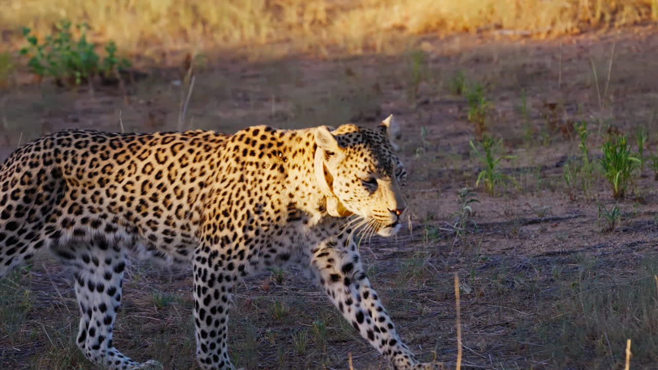 Leopard Walking in Grassy Savanna