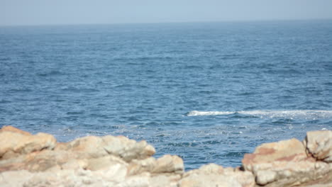 hiking by ocean, person enjoying scenic view from rocky shore, copy space