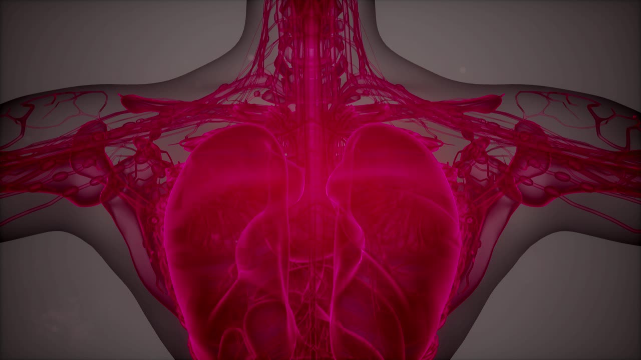 tomografia anatômica do corpo humano