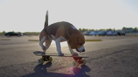 beagle dog rides a skateboard outdoors. pet learns to ride a skateboard in the park. slow motion