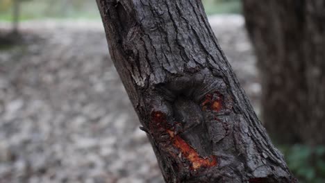 Primer-Plano-Mientras-Una-Hermosa-Mujer-Gótica-Coloca-Su-Mano-En-Un-árbol-Mientras-Pasa,-En-Lo-Profundo-Del-Bosque