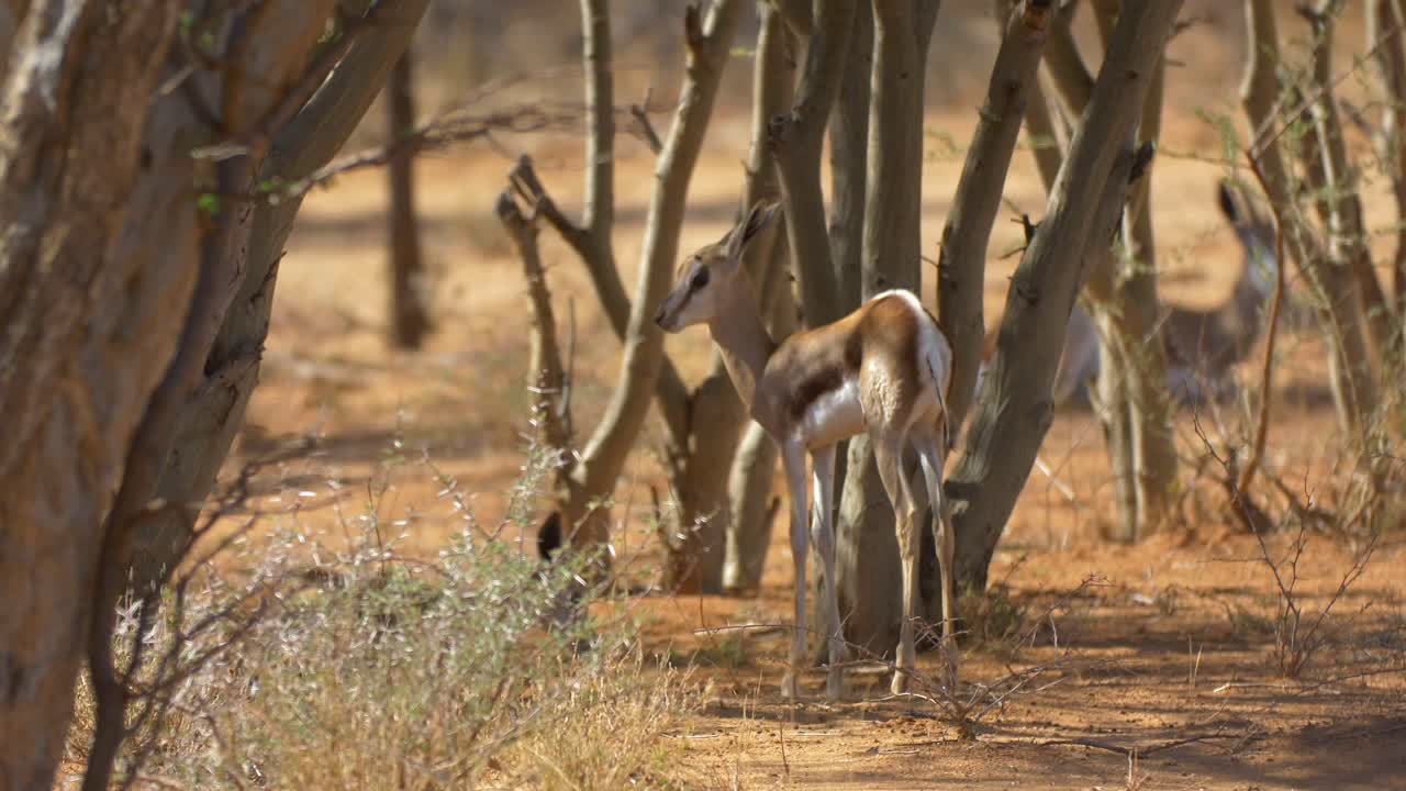 야생 에서 아기 인 임팔라 와 함께 있는 임팔라 어미