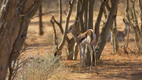 impala mother with baby impala in the wilderness