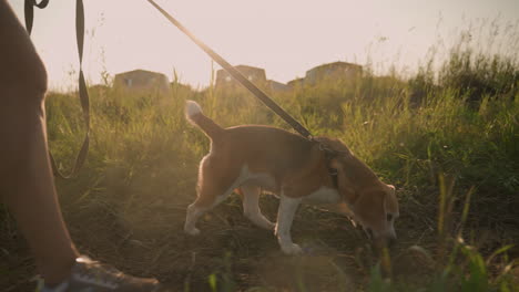 close up of person walking with dog on leash, dog sniffing ground, bright sunlight shining over grassy field, leg movement captured, rural setting with distant buildings