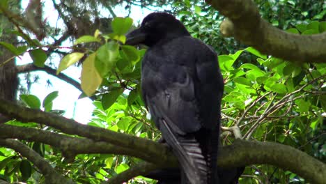 the view of a crow perching in a tree