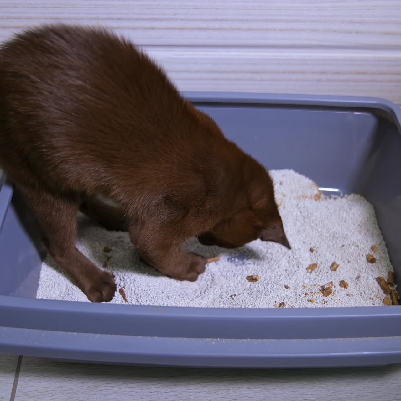 Kitten digs curiously plays in tray with sand. Cute brown cat at home. Pedigree domestic animals. Video from the side