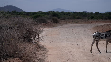 zebras in a kenyan national park