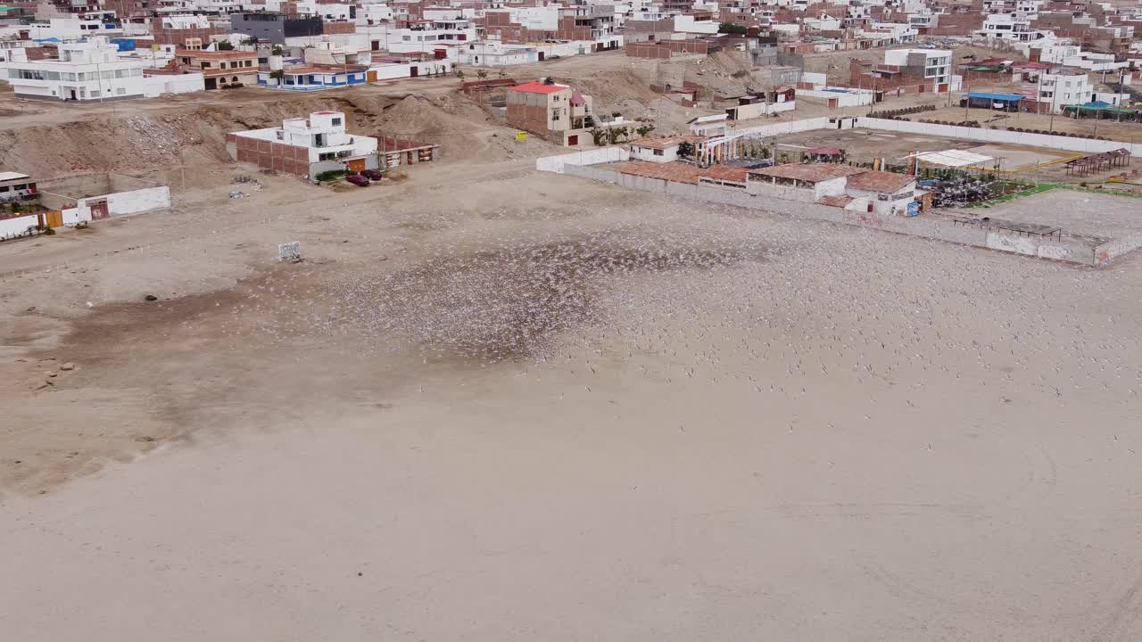 Aerial shot of a very large flock of seagulls flying and landing by the beach shore. Drone hovers and records the movements of the birds. Located in Punta Negra beach in Lima, Peru.