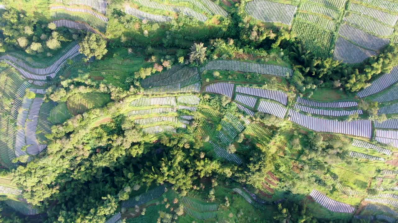 Top down view of green leek plantations on terraces, Wonolelo village, Indonesia