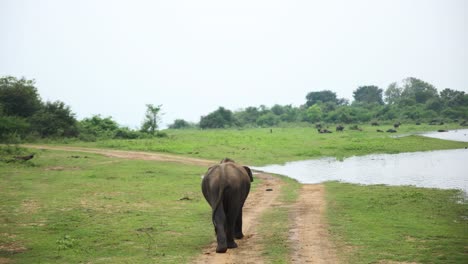 slow motion shot of elephant walking towards clear water lake to have refreshing bath, sri lanka