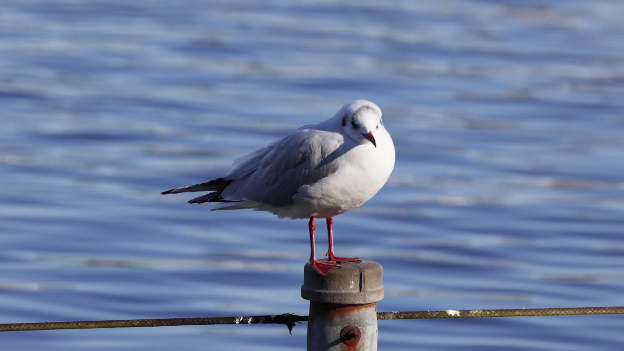 la gaviota descansando y mirando a su alrededor