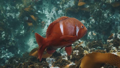 bright orange fish in kelp forest