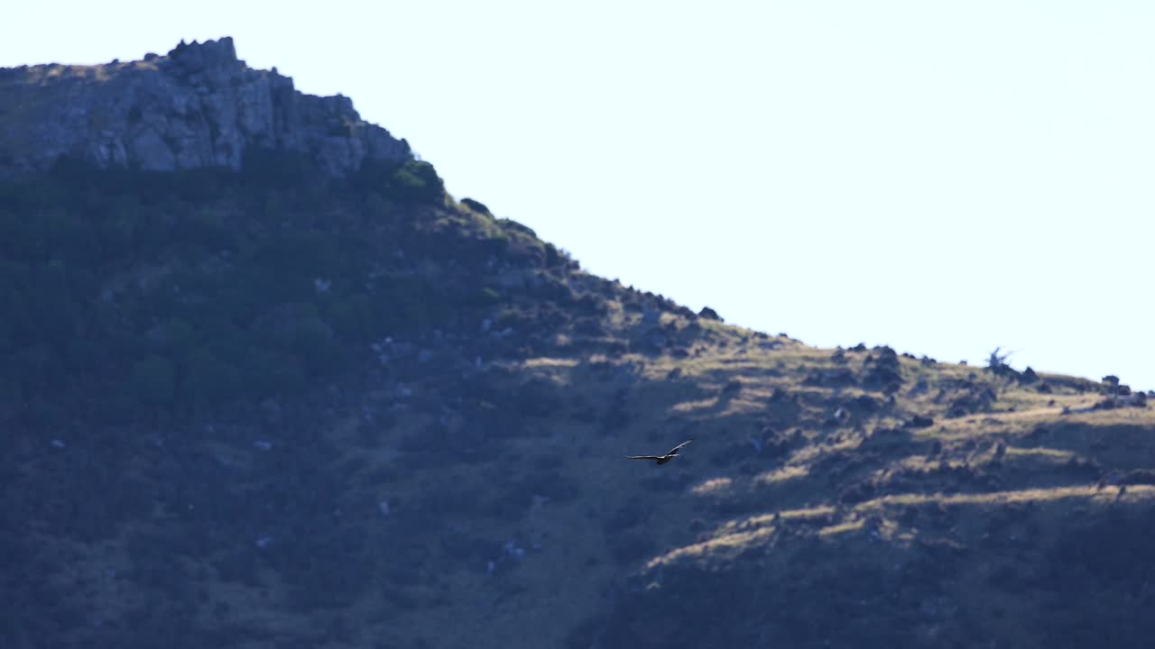 An eagle glides gracefully over a sunlit hillside in Akaroa, New Zealand, with lush greenery and clear skies
