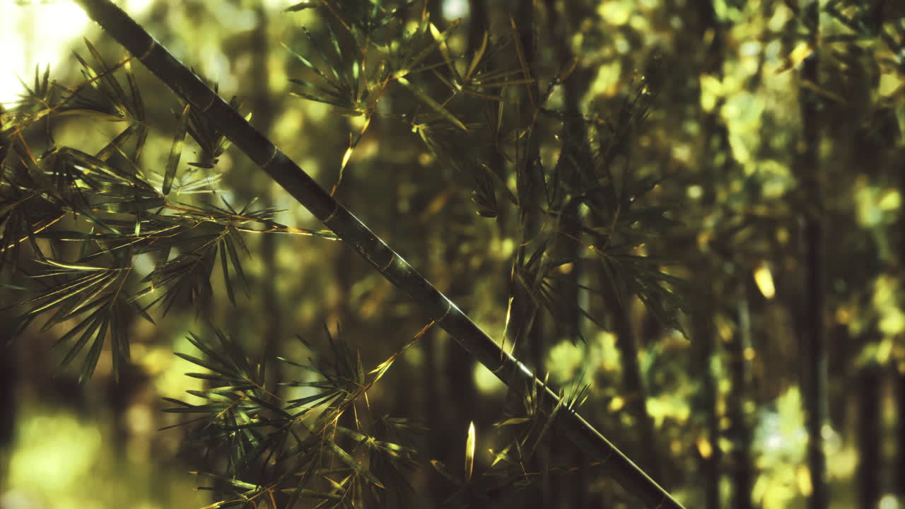 Lush green bamboo forest during daylight with sun filtering through leaves