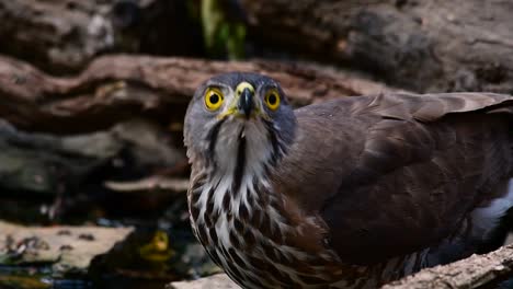 The-Crested-Goshawk-is-one-of-the-most-common-birds-of-prey-in-Asia-and-belonging-to-the-same-family-of-eagles,-harriers