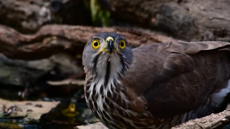 el azor crestado es una de las aves rapaces más comunes en asia y pertenece a la misma familia de águilas, aguiluchos