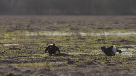 Black-grouse-breeding-lek-fight-in-early-morning