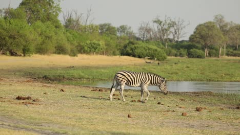 Toma-Amplia-De-Cebras-Que-Pasan-A-Través-Del-Marco-En-Su-Camino-Hacia-El-Abrevadero,-Khwai-Botswana