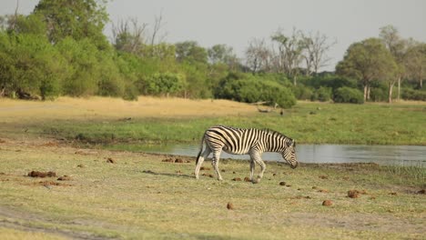 toma amplia de cebras que pasan a través del marco en su camino hacia el abrevadero, khwai botswana