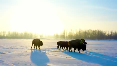 Winterbüffel-Mit-Nachwuchskälbern-Und-Männlichen-Bisons,-Die-Während-Des-Herrlichen-Sonnenaufgangs-Vorbeiziehen,-Bernsteinfarbenes-Leuchten-Ihrer-Schatten-Spiegeln-Sich-Bei-Einem-Lässigen-Routinemäßigen-Spaziergang-Von-Links-Nach-Rechts-Wider.-Nahaufnahme-Schneebedeckter-Pfad-2-2