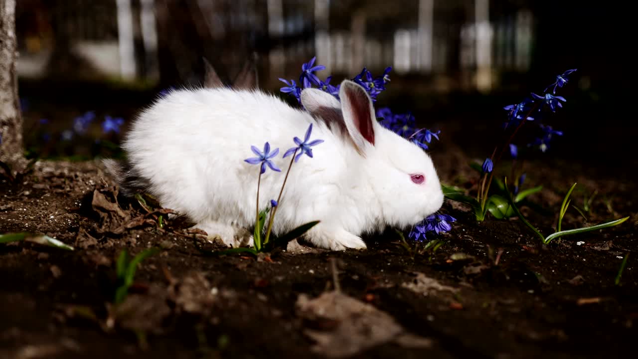 야외에서 작은  토끼의 비디오