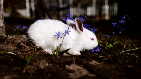 video de un pequeño conejo blanco al aire libre