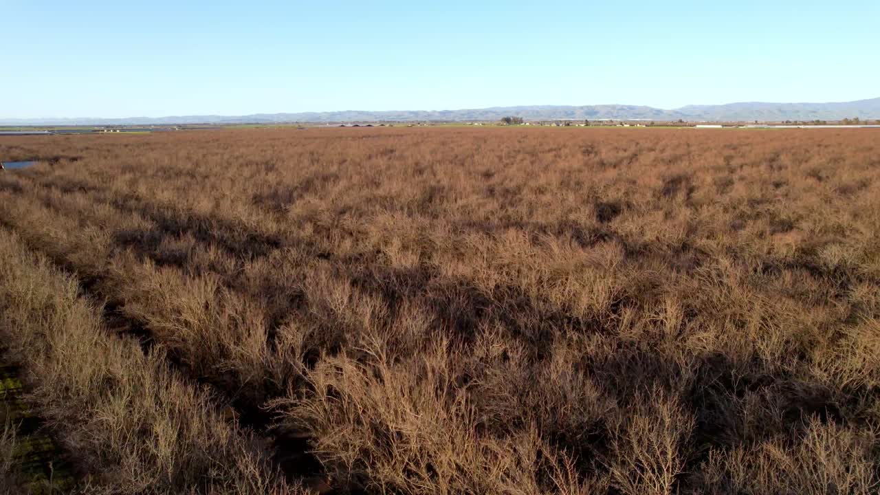 모데스토 캘리포니아 근처 아몬드 밭 위로 공중으로 천천히 밀기