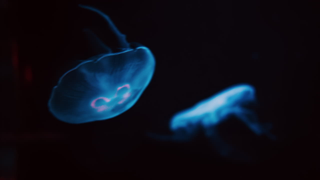 Close up of Moon jelly swimming in the pitch black water