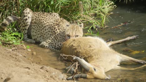 a cheetah consumes its kill on a lush green riverbank, basking in the sunlight.