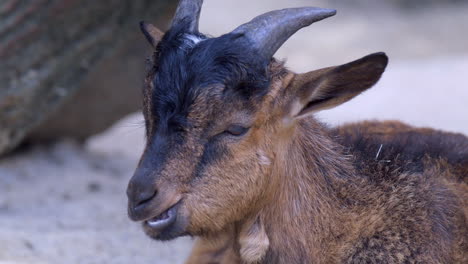 a young goat chewing while lying on the ground - close up