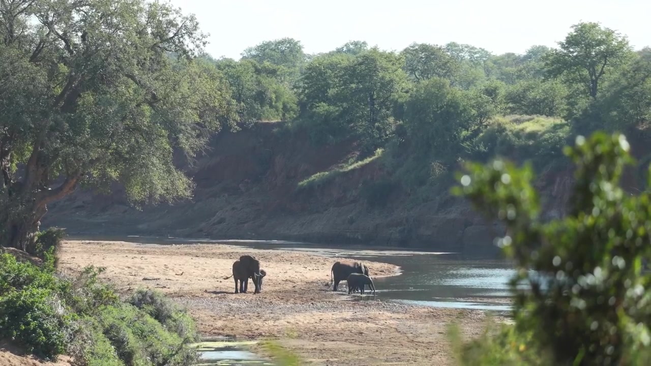 To afrikanske elefantkuer og deres kalver drikker i et elveleie i dagens hete i Kruger nasjonalpark, Sør-Afrika