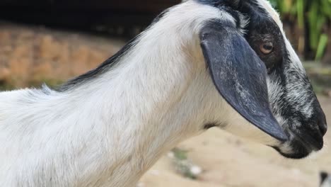 primer plano de las cabras