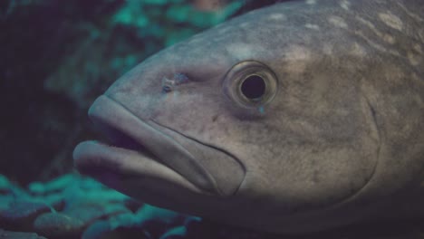 erilepis zonifer skilfish side view inside a clear glass aquarium in numazu, japan - extreme closeup shot