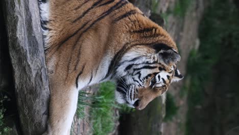 close-up of a tiger