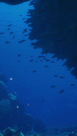 vista bajo el agua de un arrecife de coral