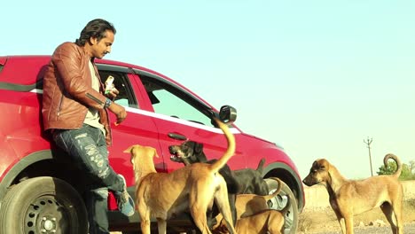 young man feeding piece of biscut to poor hungary street dogs with one hand low angle shot