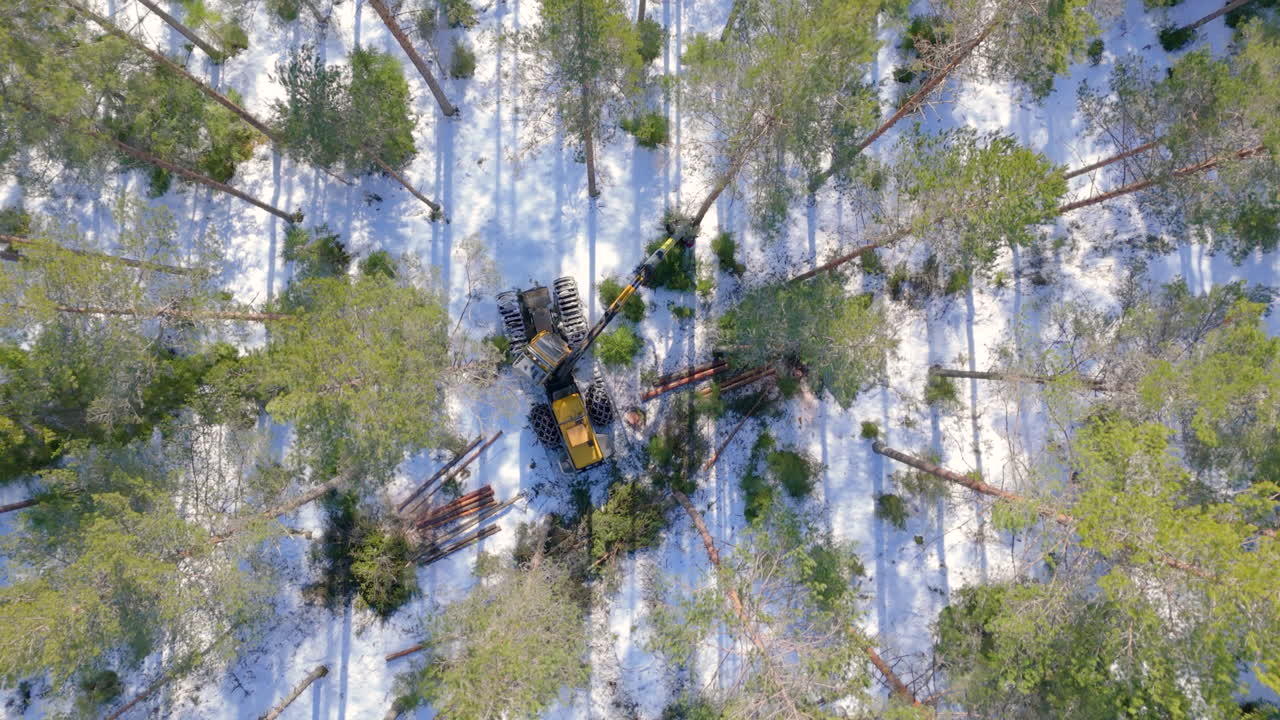 Daytime felling of trees and cut to length by harvester in snowy forest