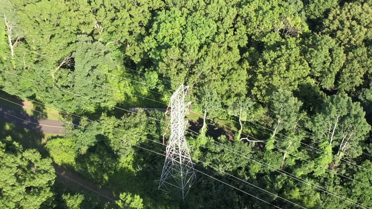 An aerial view of tall green trees on a sunny day